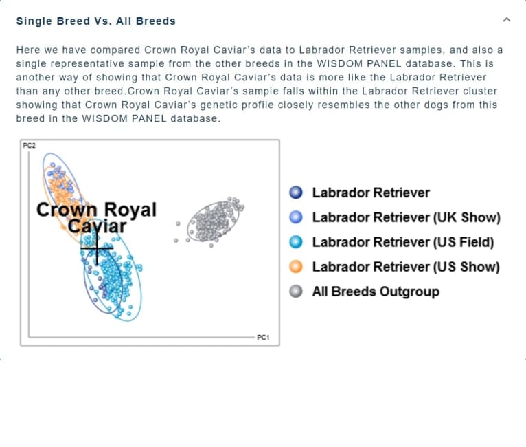 Caviar, a Labrador Retriever tested with EmbarkVet.com