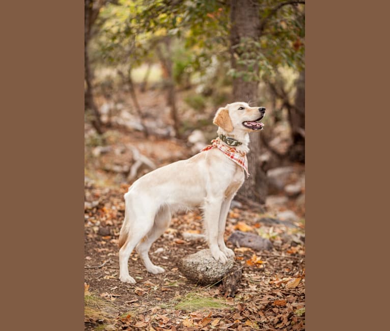 Photo of Roxy, a Golden Retriever  in Missouri, USA