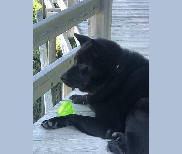 Chow siberian husky mix online