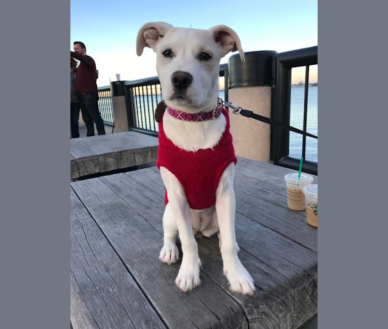 Luna, an American Staffordshire Terrier and Labrador Retriever mix tested with EmbarkVet.com