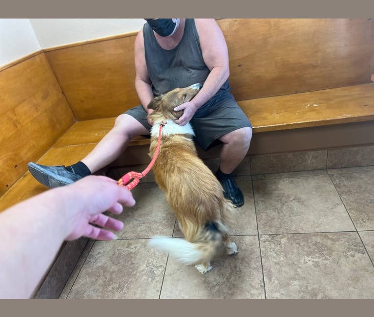 Mellow, a Collie tested with EmbarkVet.com