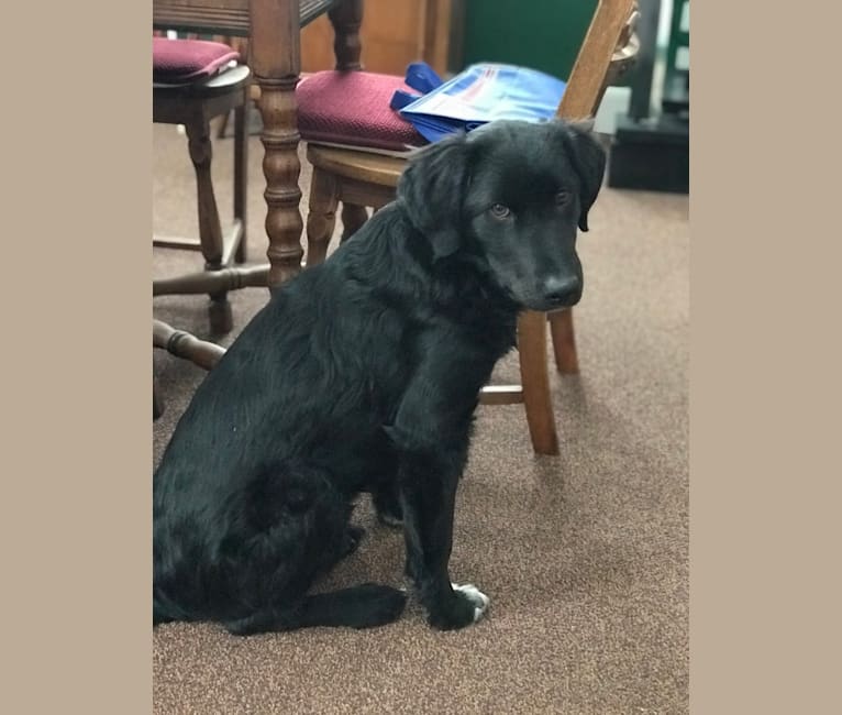 Care Bear Ross, a Labrador Retriever and Australian Cattle Dog mix tested with EmbarkVet.com