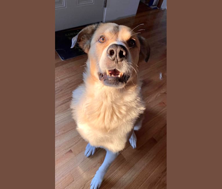 Cujo, a Great Pyrenees and Rottweiler mix tested with EmbarkVet.com