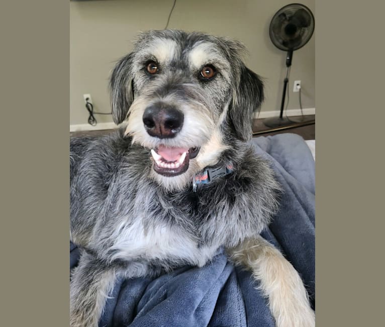 Alaskan malamute poodle mix 2025