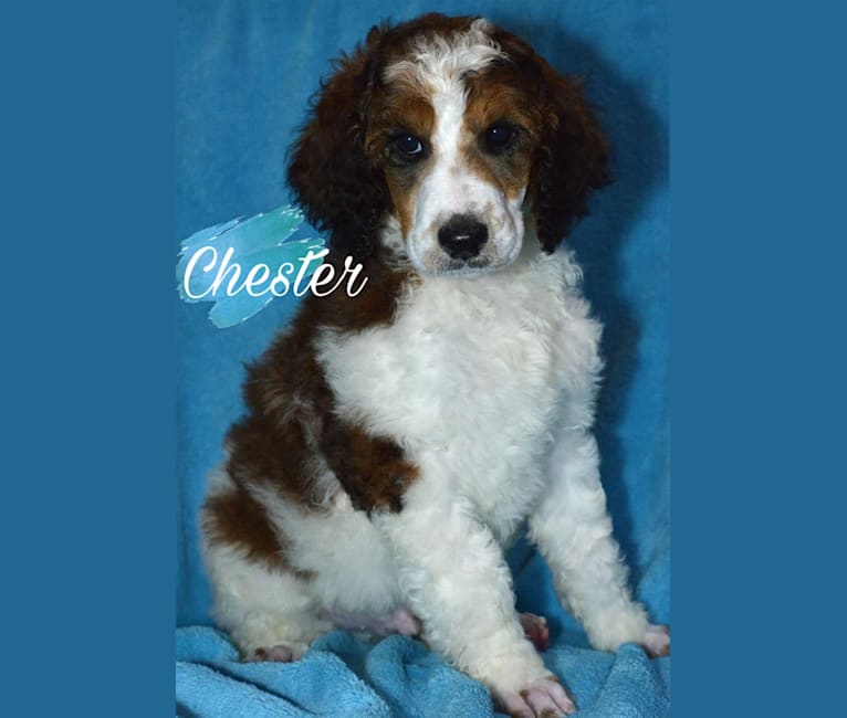 Chester, a Poodle (Standard) tested with EmbarkVet.com