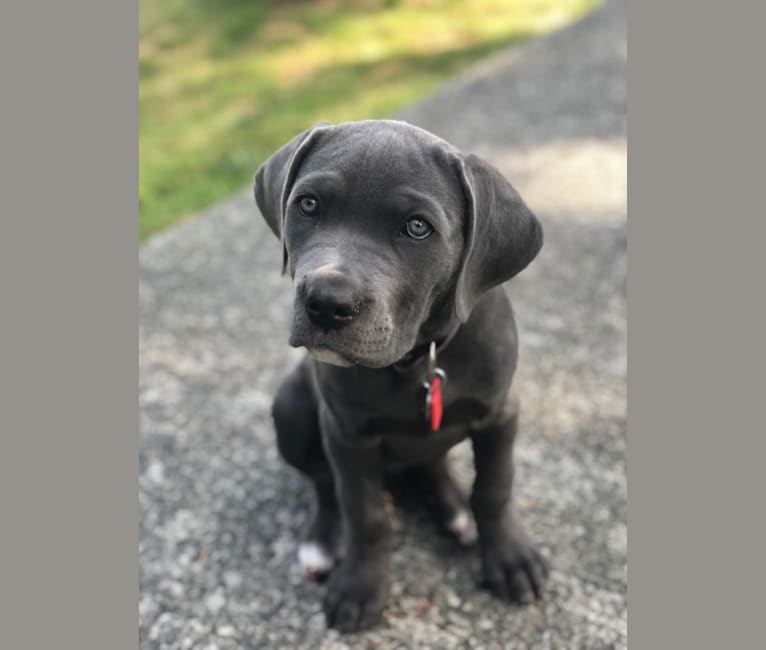 Hana, a Cane Corso tested with EmbarkVet.com