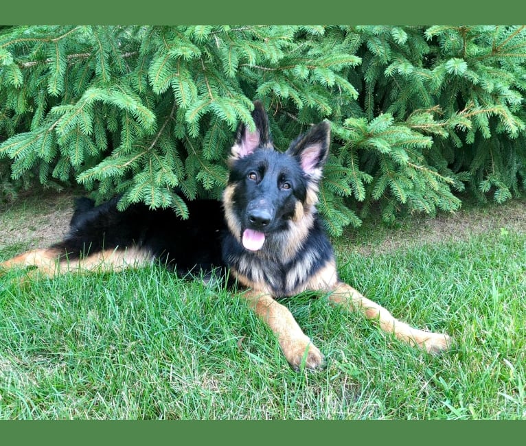 Greta, a German Shepherd Dog tested with EmbarkVet.com