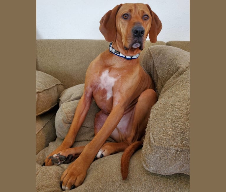 Photo of Gus, a Redbone Coonhound, American Pit Bull Terrier, and American Staffordshire Terrier mix in Gig Harbor, Washington, USA