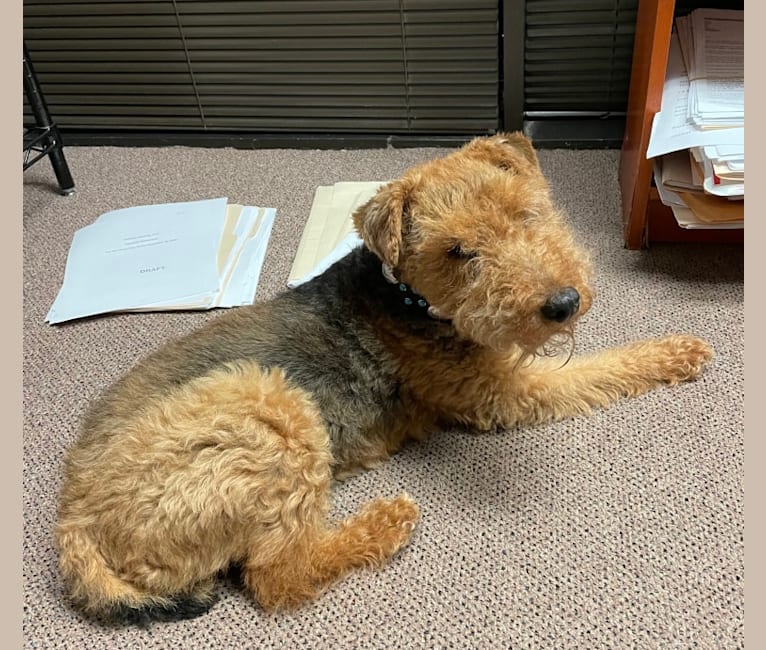 Harrison, a Welsh Terrier tested with EmbarkVet.com