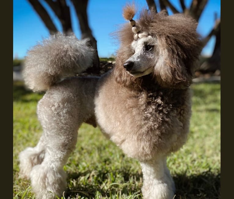Embark Dogs For Adoption The Y Guide - robloxindonesia instagram posts gramho com