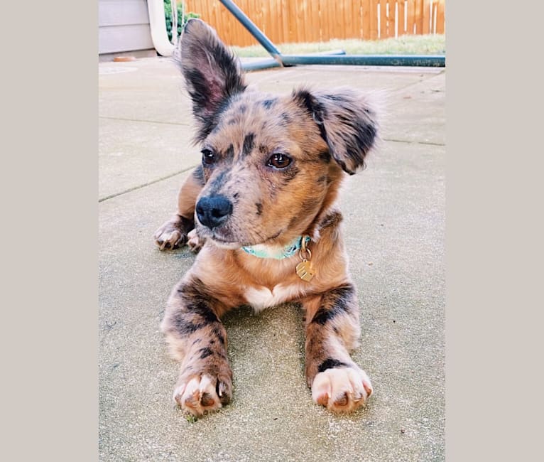 Pigaloo, an American Bully and Chihuahua mix tested with EmbarkVet.com