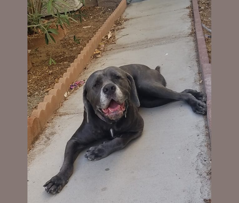 Embark Dog Dna Test Breed