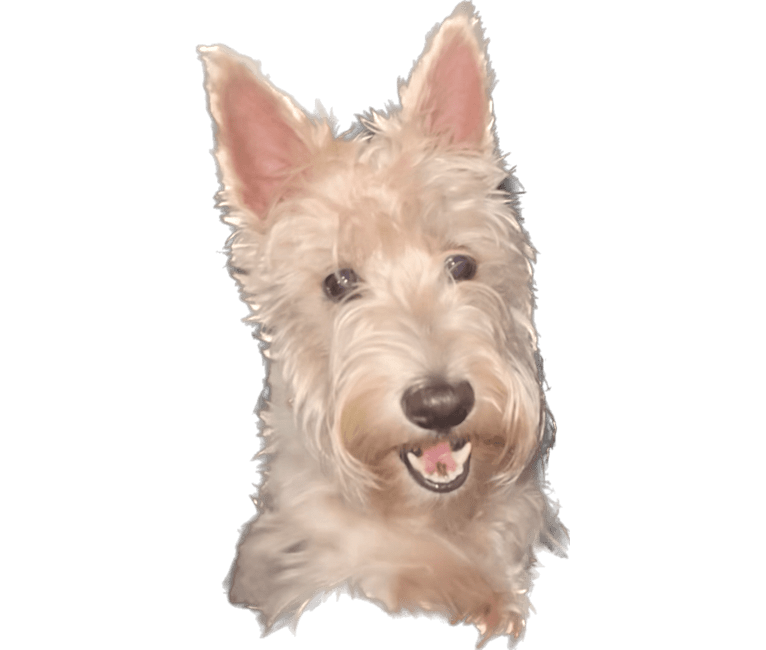Scottie Skye Smiling at Me, a Scottish Terrier tested with EmbarkVet.com