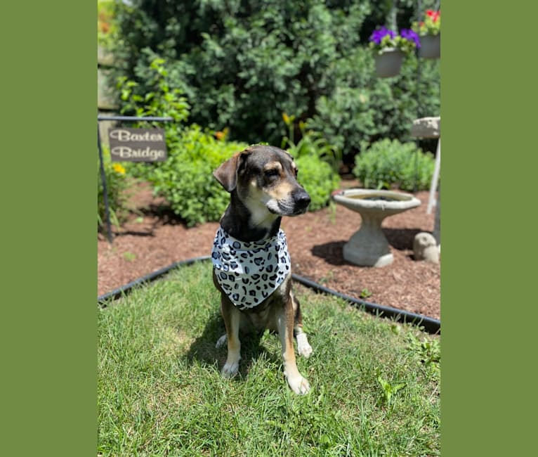 Cassie, an American Pit Bull Terrier and Labrador Retriever mix tested with EmbarkVet.com