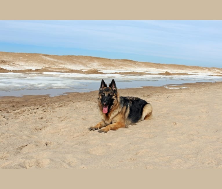 Maya, a German Shepherd Dog tested with EmbarkVet.com