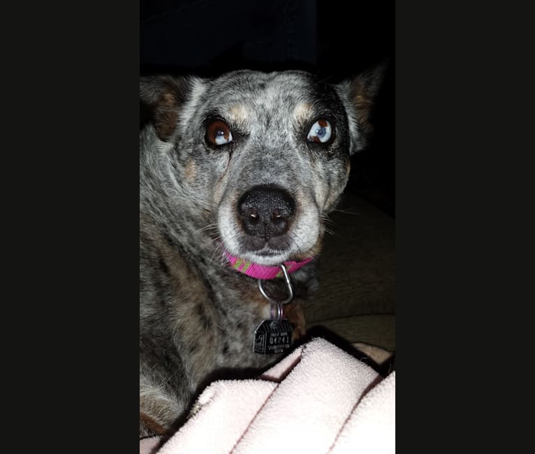 Shadoe, an Australian Cattle Dog tested with EmbarkVet.com