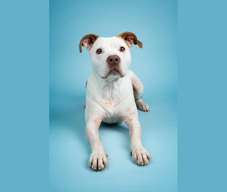 Pacino, an American Pit Bull Terrier and American Bulldog mix tested with EmbarkVet.com