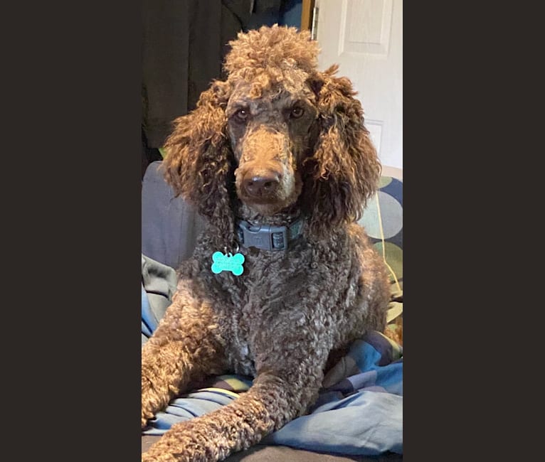 Cocoa, a Poodle (Standard) tested with EmbarkVet.com