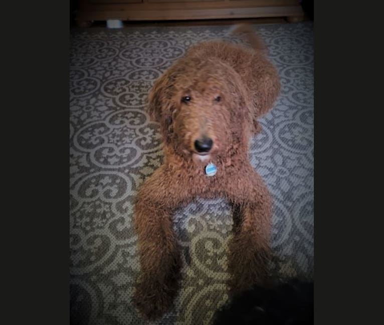 Photo of Jackson, a Goldendoodle  in 14580
