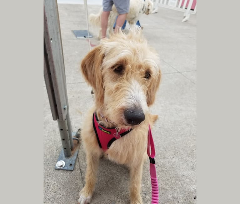 DeeDee, an American Foxhound and Poodle (Standard) mix tested with EmbarkVet.com