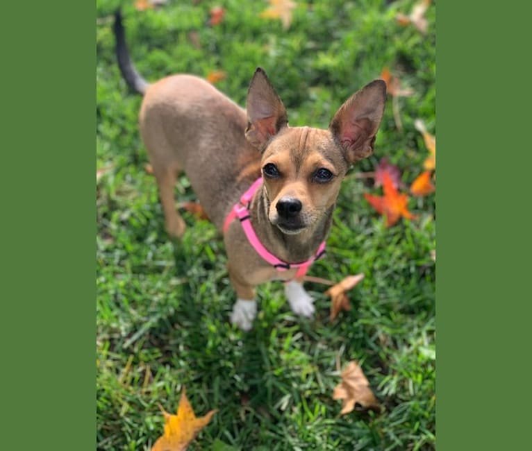 Norma Jean, a Chihuahua and Rat Terrier mix tested with EmbarkVet.com