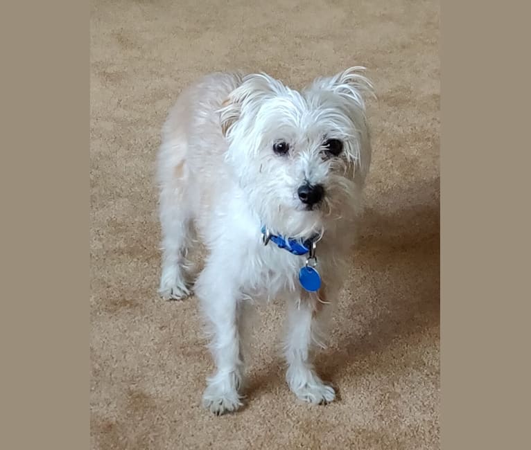 Samwize, a Lhasa Apso and Chihuahua mix tested with EmbarkVet.com