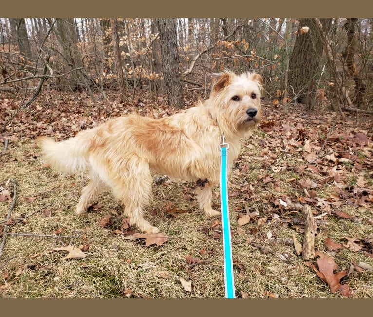 Chewy Reynoso, an Eastern European Village Dog and Yorkshire Terrier mix tested with EmbarkVet.com