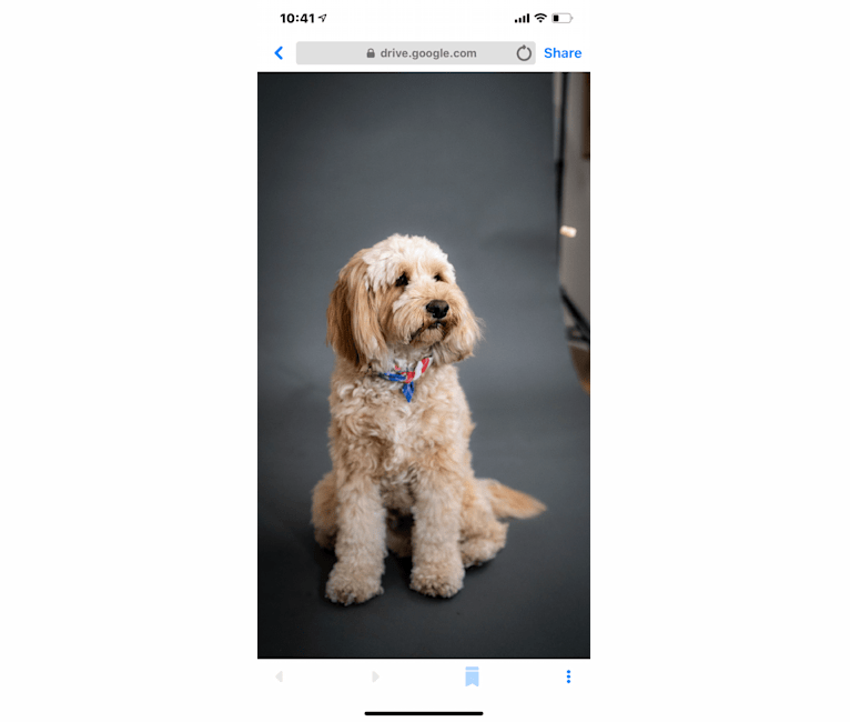 Bentley, a Poodle (Standard) and Poodle (Small) mix tested with EmbarkVet.com