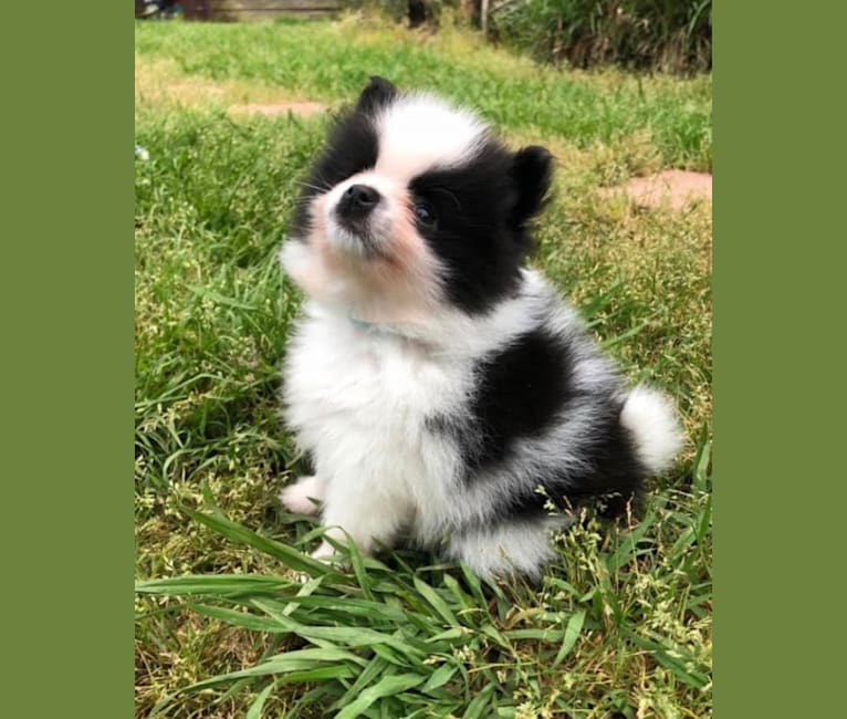 Photo of Panda “Po”, a Pomeranian 