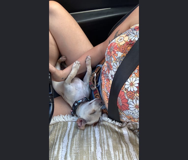 Rocket Chip, a Chihuahua and Rat Terrier mix tested with EmbarkVet.com