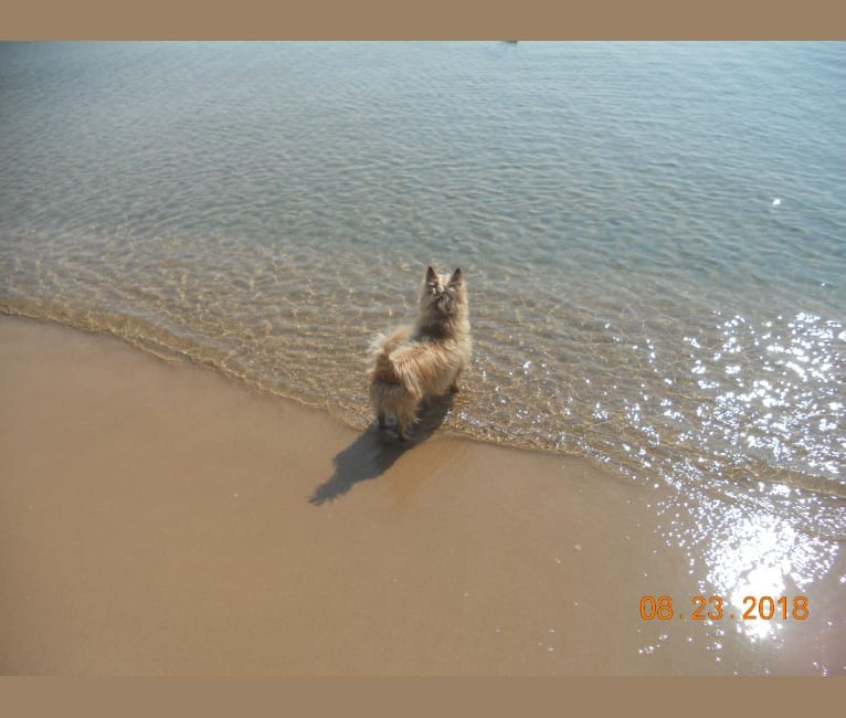 Jib, a Cairn Terrier tested with EmbarkVet.com