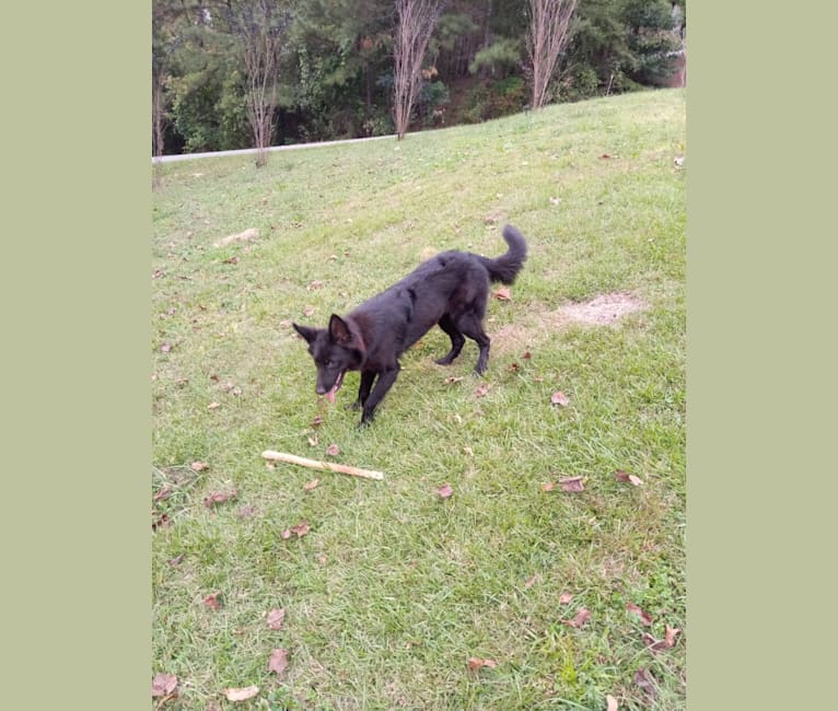 Photo of Dixie, a German Shepherd Dog, Australian Shepherd, and Mixed mix in Hayden, Alabama, USA