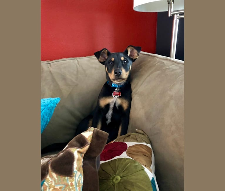 Doberman blue heeler mix online