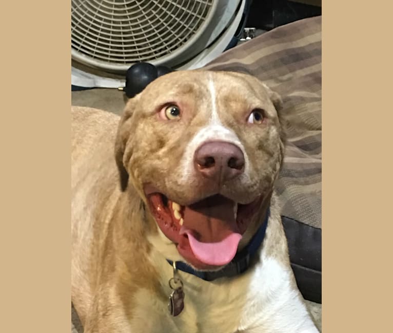 Pyrenees pitbull shop