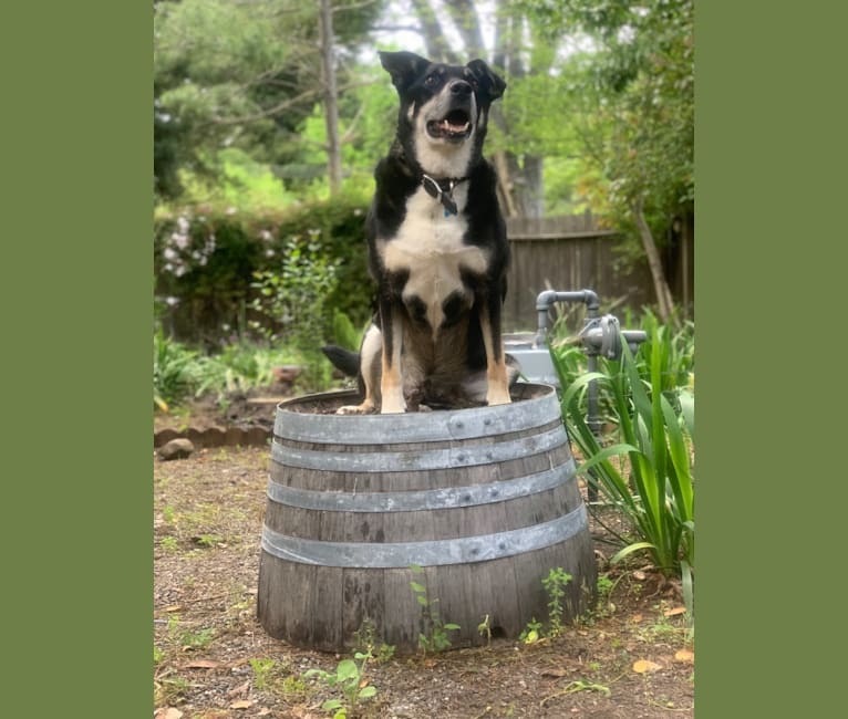 Photo of Franklin, a Border Collie, Australian Cattle Dog, Airedale Terrier, and Australian Shepherd mix in Napa, California, USA