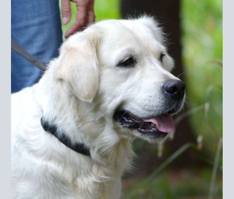Photo of Libby, a Golden Retriever  in Hagerstown, MD, USA