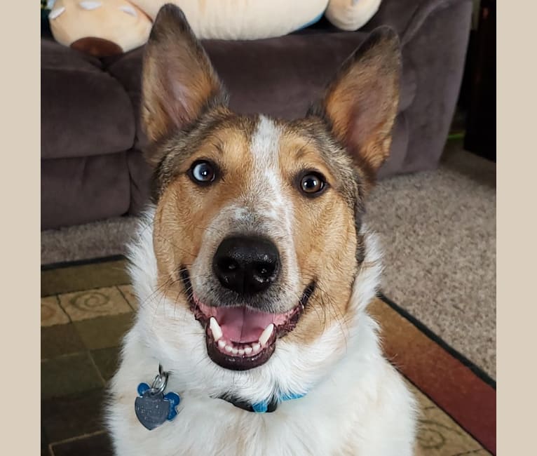 Zeke, an Australian Cattle Dog and Collie mix tested with EmbarkVet.com