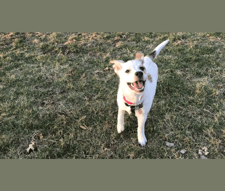 Millie, an Australian Cattle Dog and Great Pyrenees mix tested with EmbarkVet.com