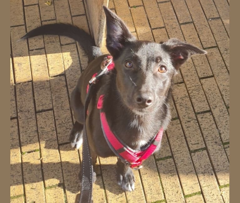 Yuri, a Border Collie and Dutch Shepherd mix tested with EmbarkVet.com