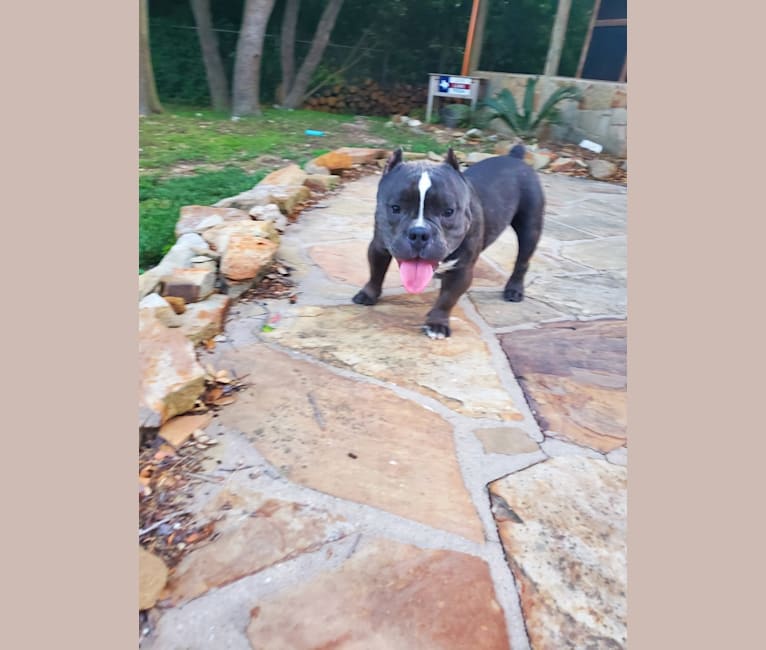 Lucas, an American Bully tested with EmbarkVet.com