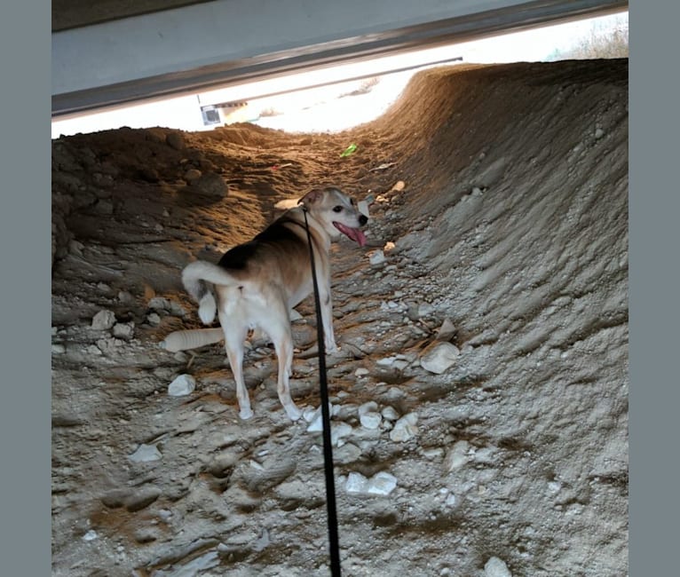 Photo of Johnny, a Middle Eastern Village Dog  in Abu Dhabi, Abu Dhabi, United Arab Emirates
