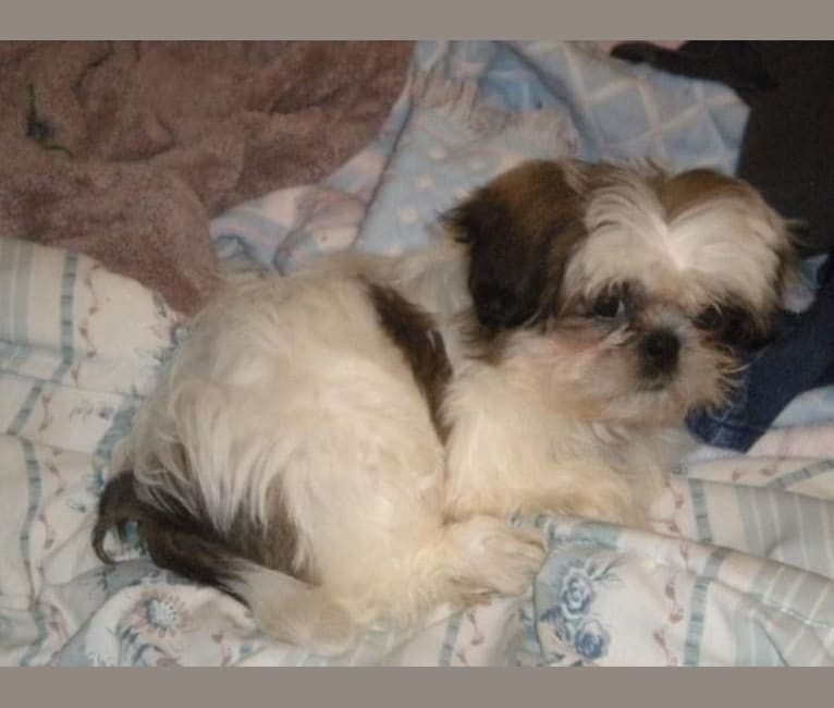 Photo of Lacey, a Shih Tzu  in New York, USA