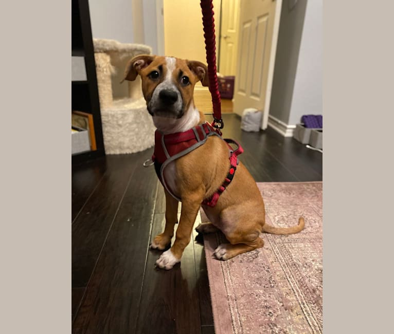 Photo of Pixie Belle, an American Pit Bull Terrier, German Shepherd Dog, Australian Cattle Dog, and Mixed mix in Frisco, Texas, USA