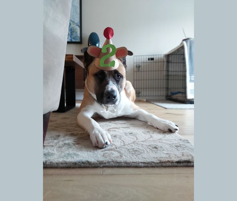 Winston Park, an Akita and American Pit Bull Terrier mix tested with EmbarkVet.com