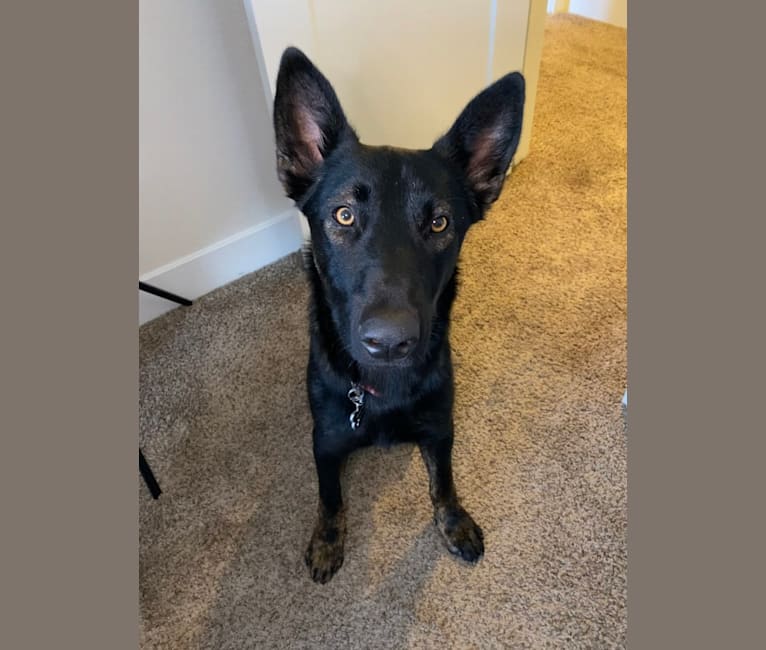 Embark Dog DNA Test Breed