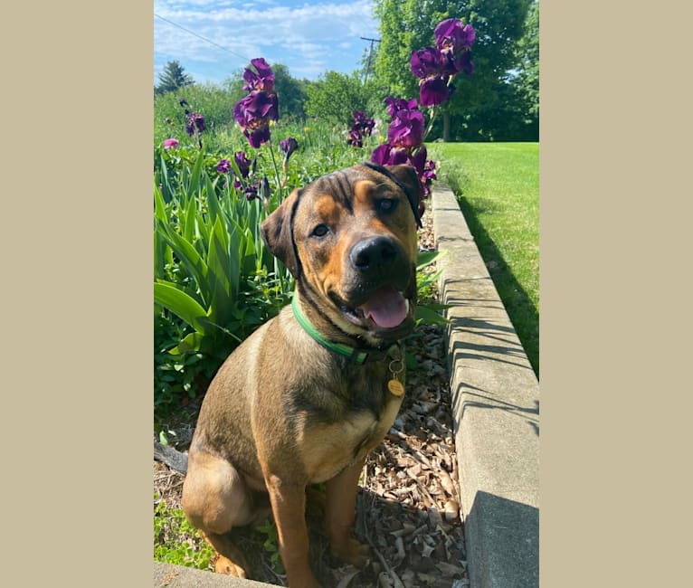 Photo of Lenny, a Rottweiler and American Pit Bull Terrier mix in Grass Lake Charter Twp, Michigan, USA