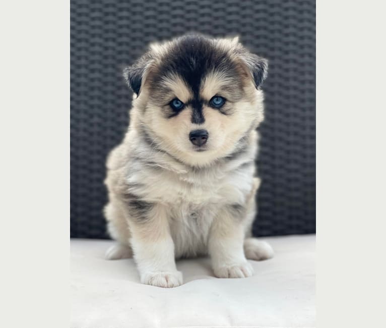 Brady, a Pomsky tested with EmbarkVet.com