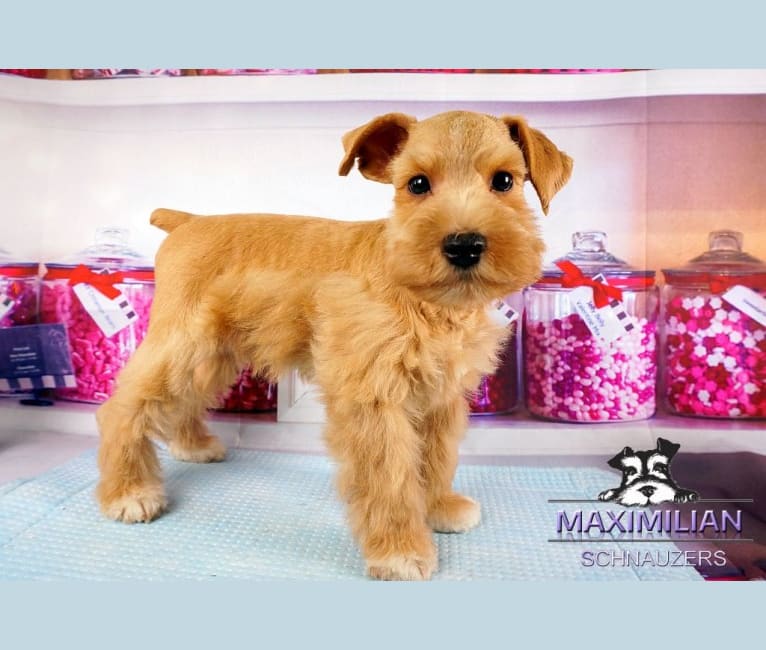 Embark Dog DNA Test Breed