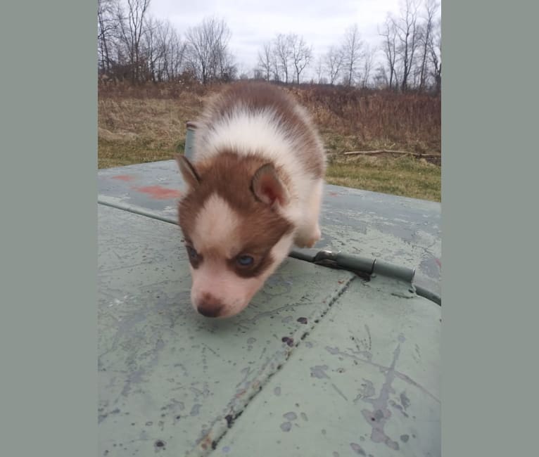 Photo of Finkelstein, a Siberian Husky  in Cardington, Ohio, USA
