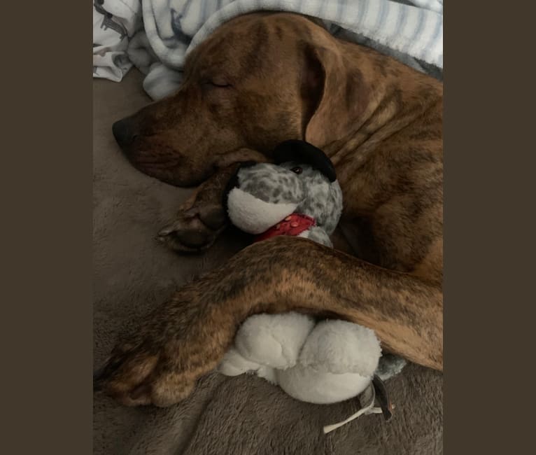 Puppy Love, an American Pit Bull Terrier and Rottweiler mix tested with EmbarkVet.com